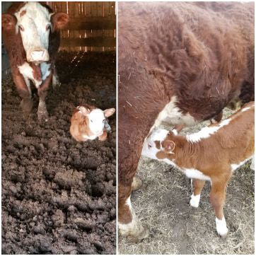 Calving